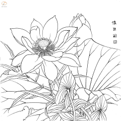 玉海园采集到插画植物