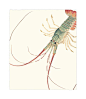 虾 #素材#