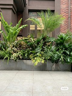 黄panpan采集到花箱，花池