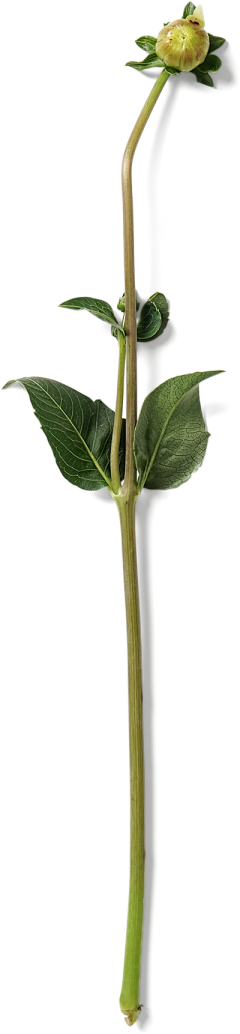 Joe的图库采集到植物