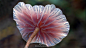 奇妙的蘑菇 Fantastic Fungi: The Startling Visual Diversity of Mushrooms Photographed by Steve Axford_DESIGNality