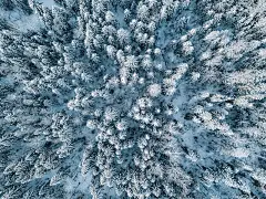 鸟瞰图的冬季森林景观与冰雪覆盖的树木在芬兰