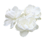 白色 茉莉花 装饰元素免抠png图片壁纸