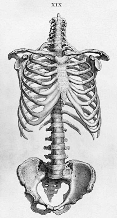 hyw695采集到人体骨骼 human skeleton