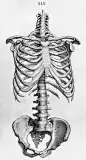 人体骷髅