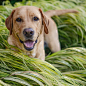 Chelsea & Gracie the Labrador 在 Instagram 上发布：“Must enjoy the green long grass before it withers away”
狗、汪星人、拉布拉多