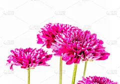 白底红花