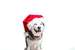 点击来源直接获取大图文件 |圣诞狗概念。年轻漂亮有趣的哈士奇戴着圣诞老人帽坐着伸出舌头，白色孤立背景。有尖耳朵的家养宠物的笑脸。特写，留白