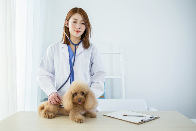 女医生给泰迪狗做检查摄影照片
