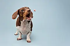 点击来源直接获取大图文件 |腊肠犬捕捉零食的工作室动作照片