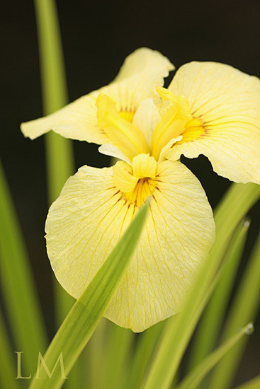 黄花菖蒲
