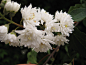 溲疏 
拉丁名：Deutzia scabra Thunb.
科属：八仙花科溲疏属
形态特征： 
落叶灌木，高达3米。小枝赤褐色，幼时有星状毛，老枝光滑，树皮成薄片状剥落。叶对生，有短柄；叶片卵形至卵状披针形，长5—12厘米，宽2—4厘米，顶端尖，基部稍圆，边缘有小齿，两面均有星状毛，粗糙。花序圆锥状，花白色或带粉红色斑点；萼杯状，裂片三角形，早落，花瓣长圆形，外面有星状毛；花丝顶端有2长齿；花柱3．萌果近球形，顶端扁平。花期5—6月。