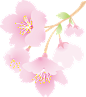 日式粉色手绘水彩樱花图案Sakura矢量免抠PNG手账goodnotes素材 (1)
