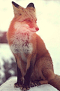 I'm really on about foxes...