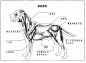 哈哈哈哈哈哈为什么会有狗的肌肉结构图