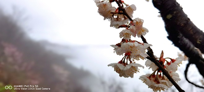 雨后樱花