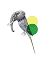 纽约Tor_Week有趣的动物头部和鸟进行结合的插画设计