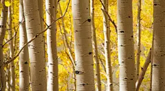 ID-928914-桦树林壁纸高清大图