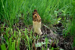 羊肚菌,蘑菇,毒蘑菇,植物,水平画幅,绿色,无人,草,俄罗斯,摄影