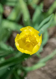 春天,绿色,风景,选择对焦,特写,叶子,郁金香,黑色,顶部,花