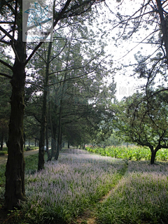 H-种植设计采集到林下空间