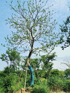 dagouzideniu采集到植物品种