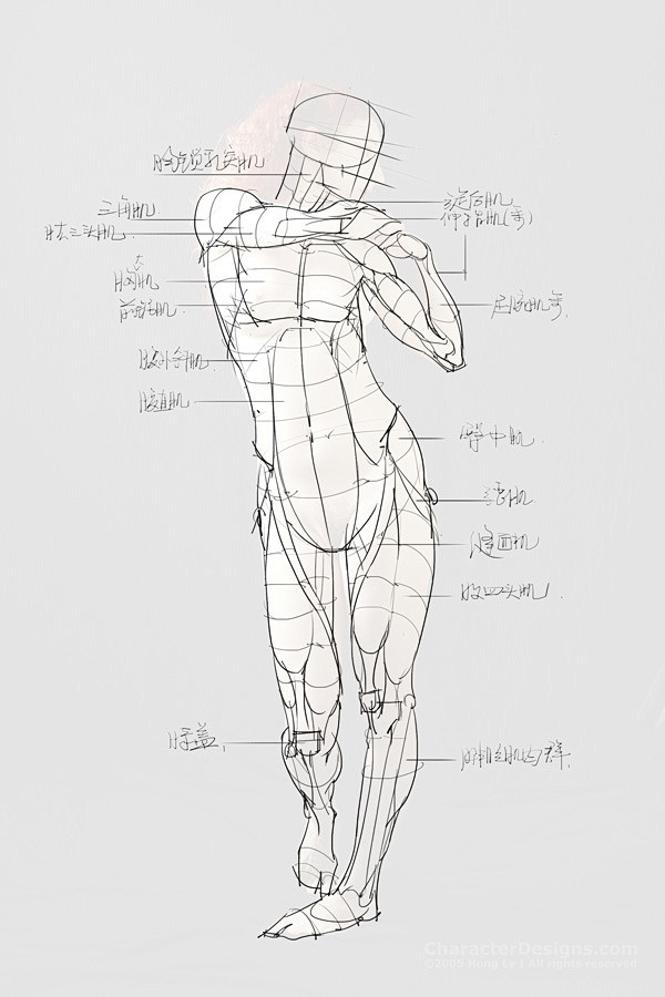 素材合集绘画专用人体解剖系列 296P ...