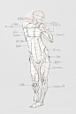 素材合集绘画专用人体解剖系列 296P 动作姿势骨架素描参考资料-淘宝网