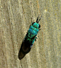 Cuckoo Wasp by duggiehoo