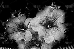 贺卡,波兰,背景分离,灵感,技术,壁纸,复古风格,现代,植物,背景