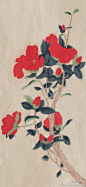 mandarava的搜索结果_百度图片搜索