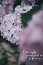 绣球花