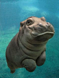 These Adorable Photos Of Baby Hippos Redefine Cuteness Overload