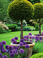 English garden with lollipop yews and allium purple sensation in early summer.: 