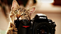 咬NIKON数码相机的猫封面大图