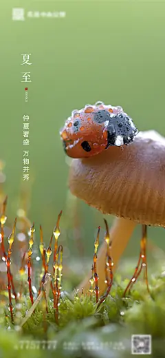 夏至节气海报-志设网-zs9.com