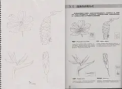 （xyz）格桑花、牛至、天堂鸟、流苏龙胆