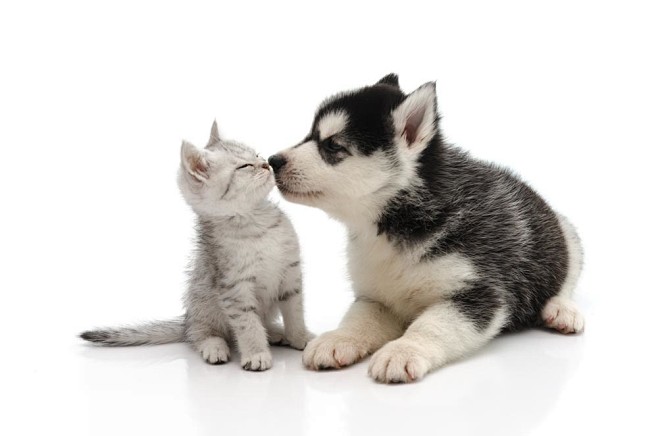 亲吻的猫狗图片