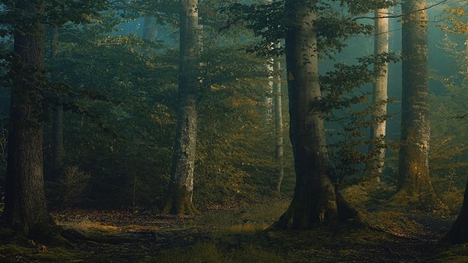 mystical_forest_wall...