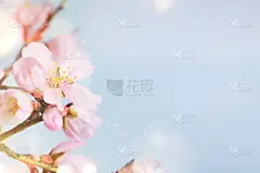 春天的背景。母亲节贺卡，3月8日，生日，教师节，复活节