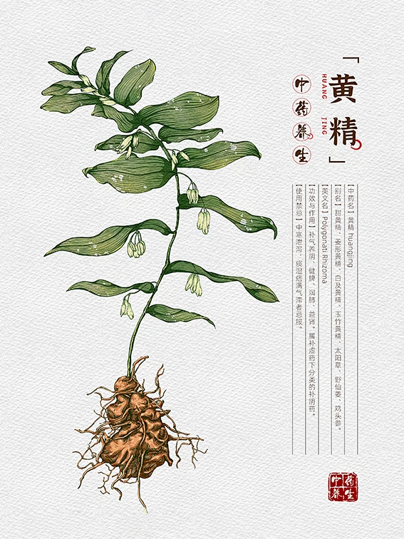 6中草药插画黄精-花瓣网
