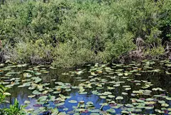 沼泽地国家公园,水平画幅,无人,墨西哥湾沿岸国家,户外,草,佛罗里达,摄影