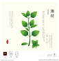薄荷 插画