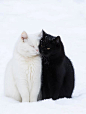 007WGHJFgy1hxacmpp86nj30ps0y875c