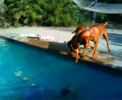 主人假装溺水后，狗狗的表现惊呆了