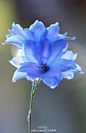 蓝色飞燕草(Blue Delphinium)， 别名：鸽子花、鸡爪连、千鸟花，为毛茛科飞燕草属的多年生草本植物。花径4厘米左右，高35～65厘米，茎具疏分枝，叶掌状全裂。总状花序具3-15花，花瓣蓝色或紫蓝色。飞燕草形态优雅，轻盈动感，因其花形别致，酷似一只只燕子故得名