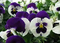 【紫色三色堇】-有着紫色花瓣的三色堇，花语是‘沉默不语’，属性暗。