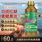 白对虾_百度图片搜索