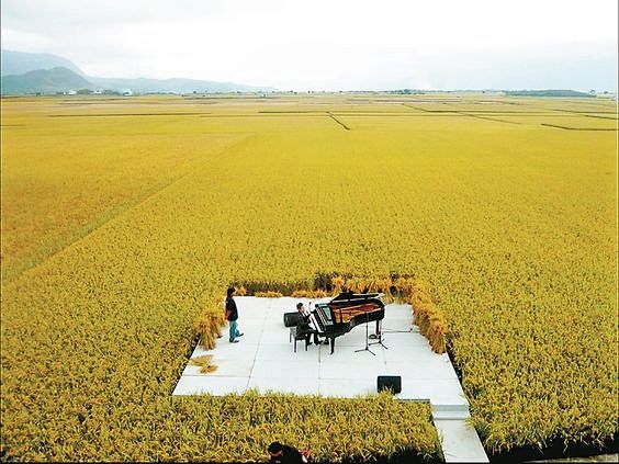 2009年池上秋收，鋼琴家在稻田中央演奏...