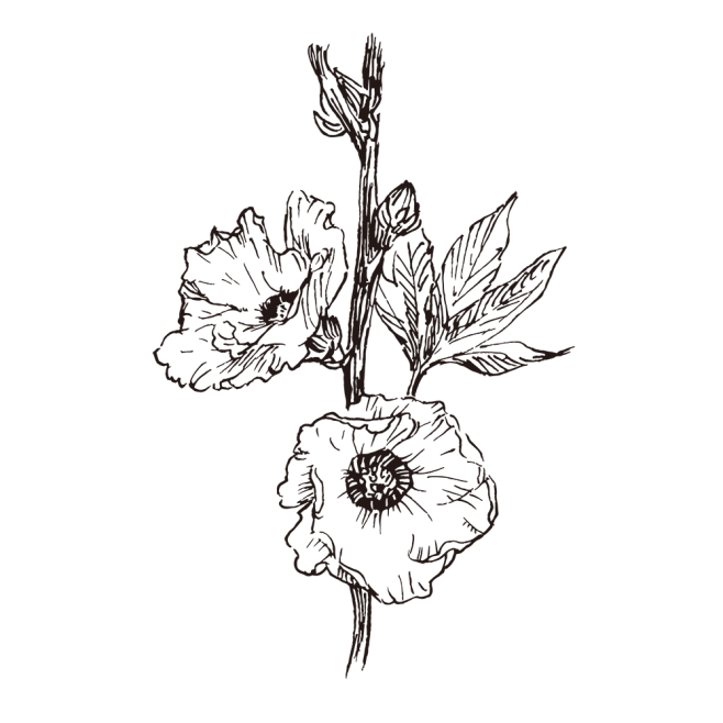 洛神花_PNG线稿素描手绘植物花水仙菊化...